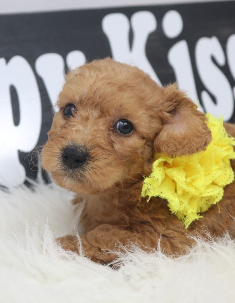 Thumbnail: Male 6574