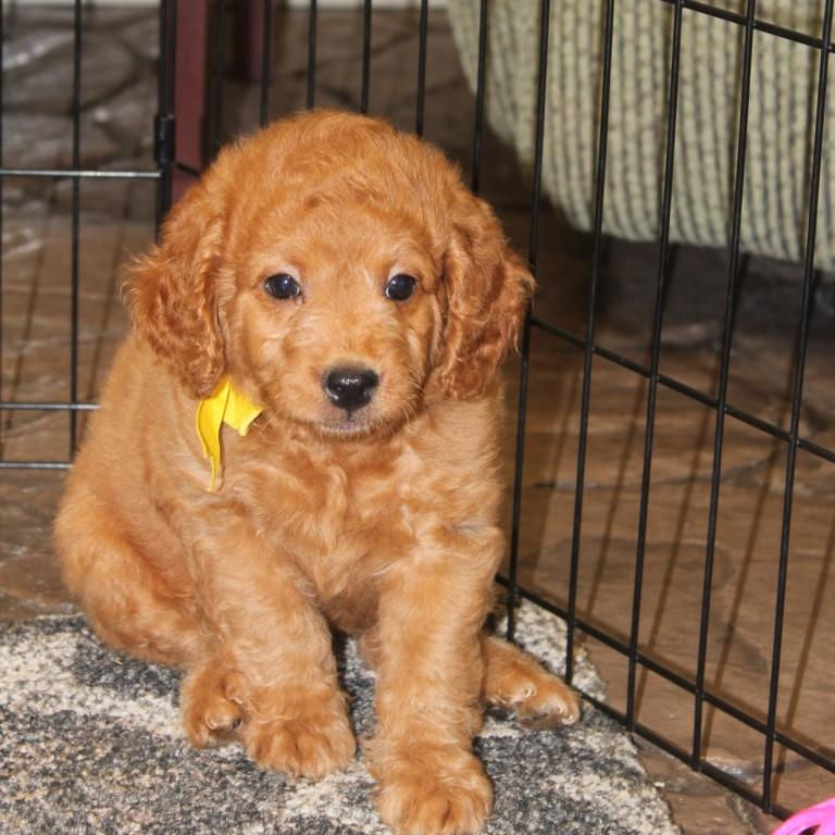 Thumbnail: Male 3162