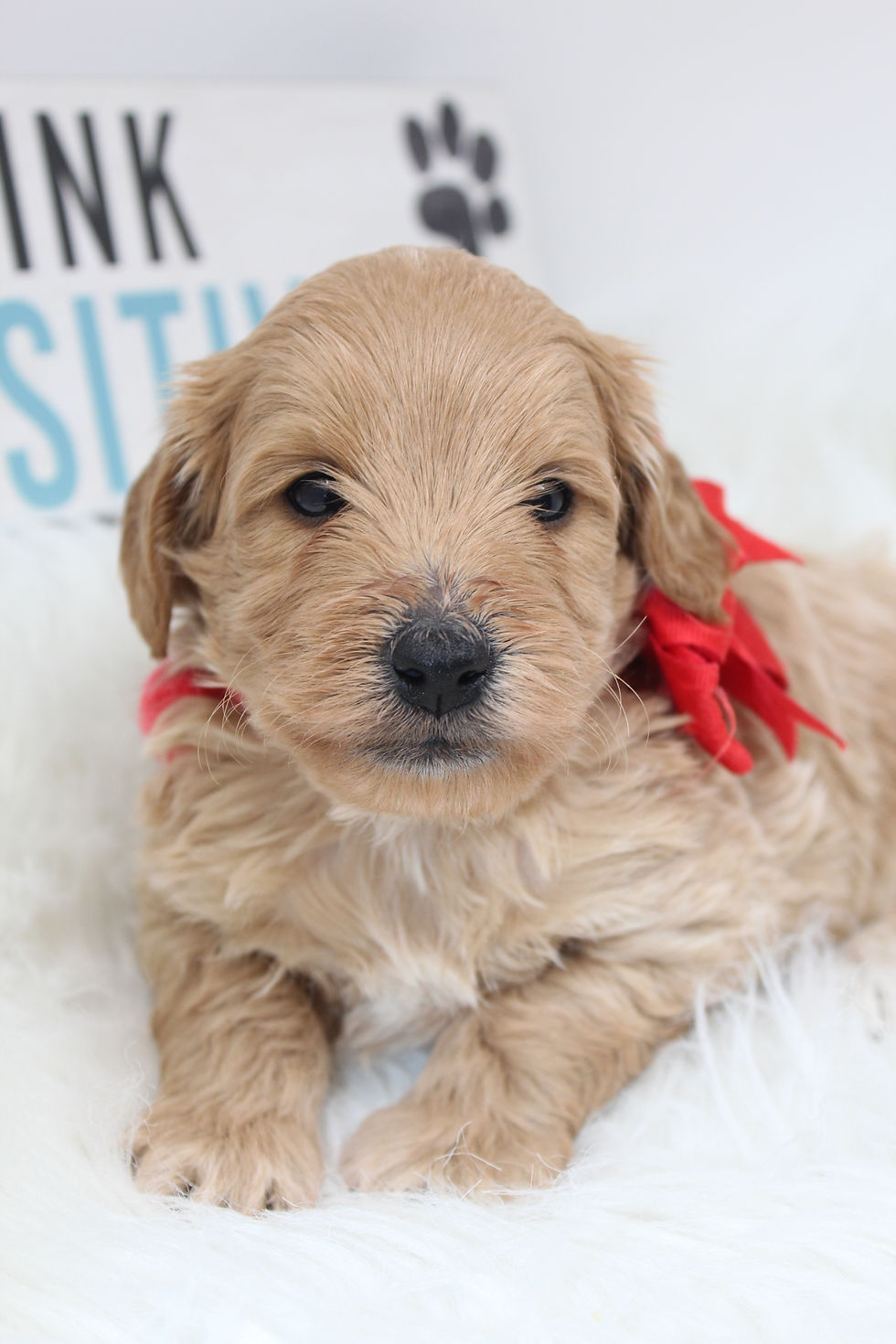 Thumbnail: Male 3646