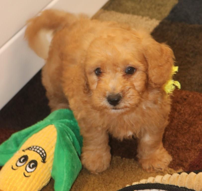 Thumbnail: Male 6574