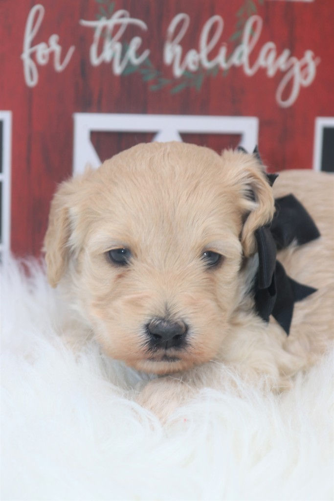 Thumbnail: Male 3692