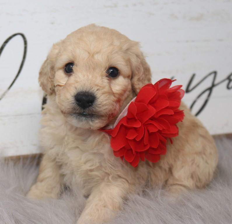 Thumbnail: Male 1517