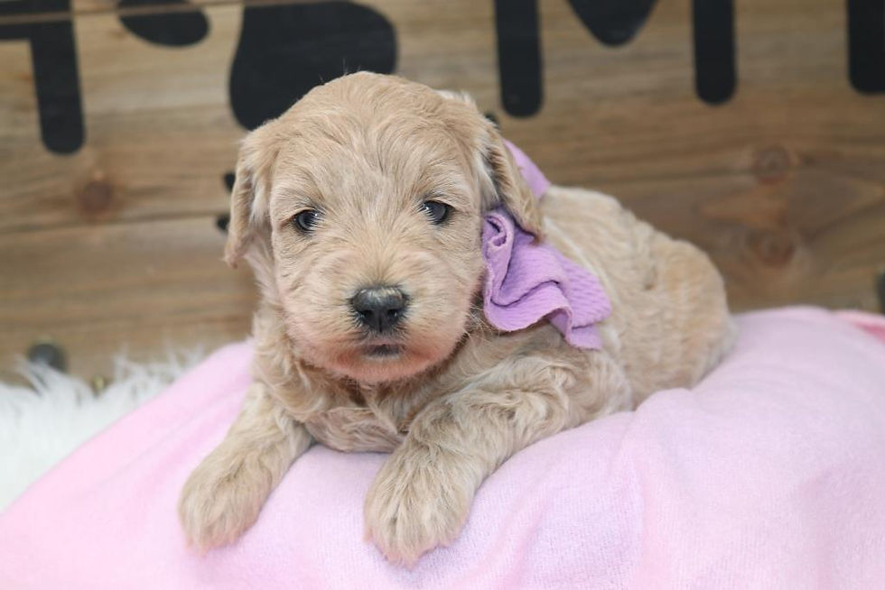 Thumbnail: Female 2219