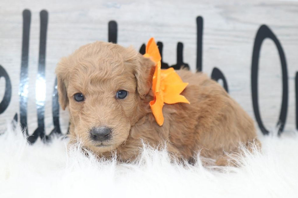 Thumbnail: Male 3681