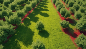Green and Fruitful: Ripepick Fruit's B2B Offerings