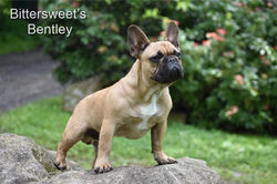 Bentley