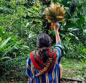 ayahausca ceremony facilitator