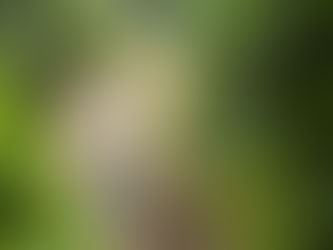 Posada Natura: Where Human Transformation Meets Rainforest Conservation