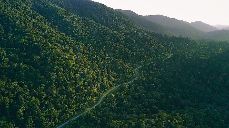 Rainforest Conservation