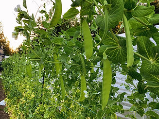 Snow Peas July 21 2022.jpg