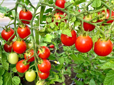 🌱 Garden season has officially started—and you can feel it everywhere right now.