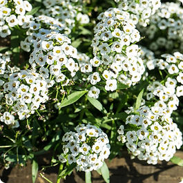 Sweet Alyssum produces clusters of honey-scented blooms that spill beautifully over edges and containers. A reliable, long-blooming companion plant.
