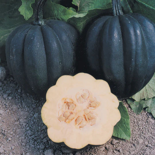 Acorn Squash - Autumn Delight