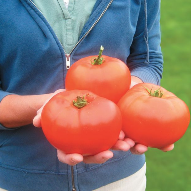 Large Tomato - Primo Red