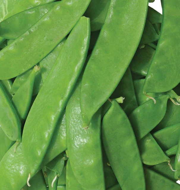 Snow Pea - Oregon Sugar Pod II