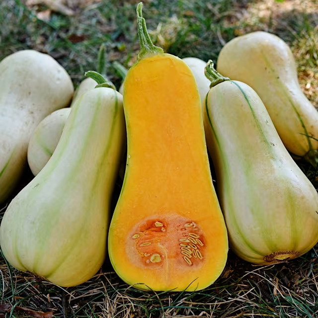 BUTTERNUT SQUASH - Burpee's Butterbush