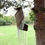 Thumbnail: Coconut Leaf Wind Chimes - Natural