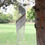 Thumbnail: Coconut Leaf Wind Chimes - Natural