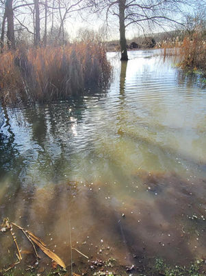Image shows flood water covering the grass at the banks of the Great Ouse as it flows through the Pightle.  The sun through the trees casts long shadows on the surface of the water.