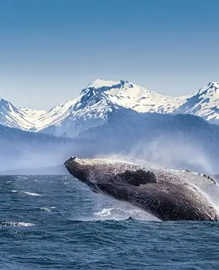 Alaska Cruises .webp