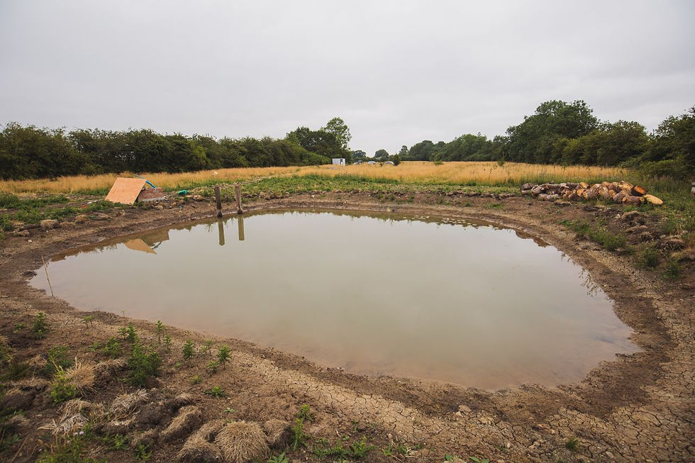Muddy pond in a dry grassy field under an overcast sky, with stacked logs and trees lining the horizon.