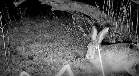 Regenerative Agriculture and Biodiversity Restoration at Field and Feral