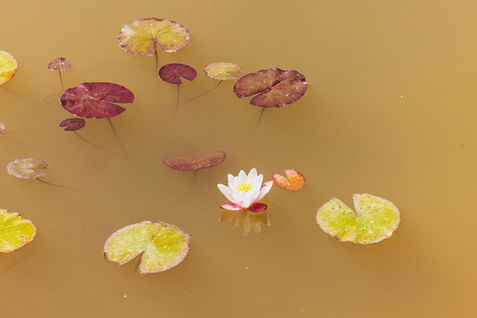 White water lily blooms among yellow and purple lily pads floating on muddy pond water.