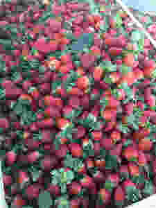A big pile of fresh ripe red strawberries