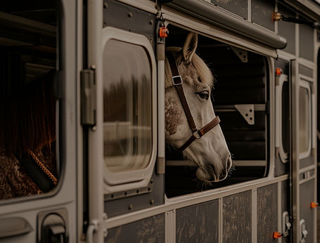 trailer-transporting-horses-with-horse