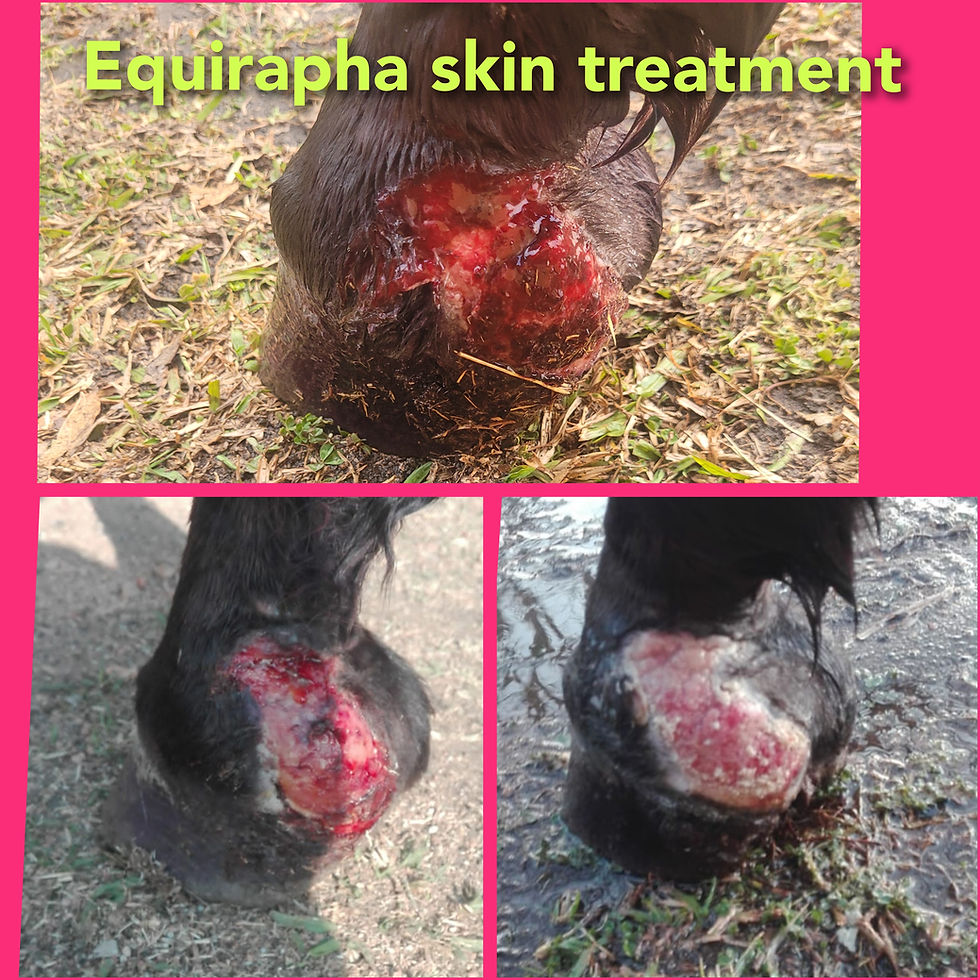 Thumbnail: Equirapha Skin Treatment