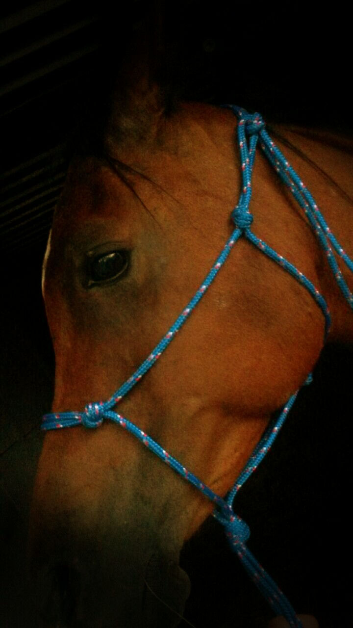 Thumbnail: Rope halters/Bitless bridles