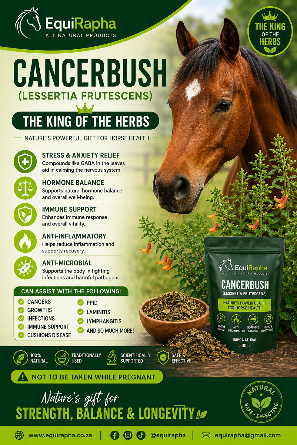 Thumbnail: Equirapha Cancerbush (Lessertia frutescens)
