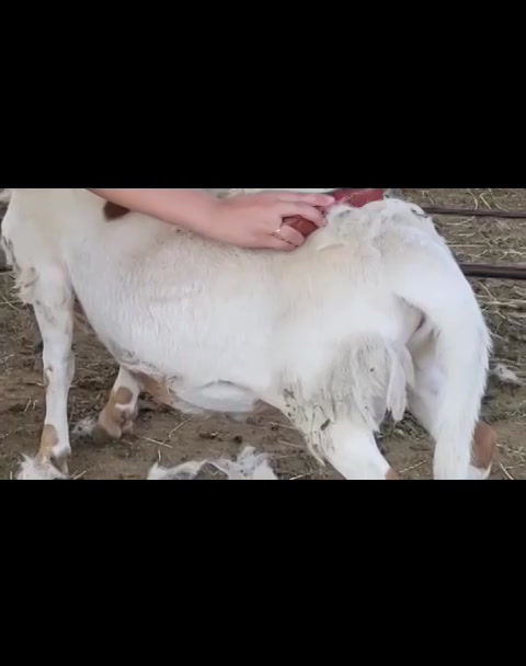 Thumbnail: Shed Eezi