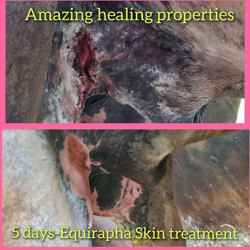 Thumbnail: Equirapha Skin Treatment