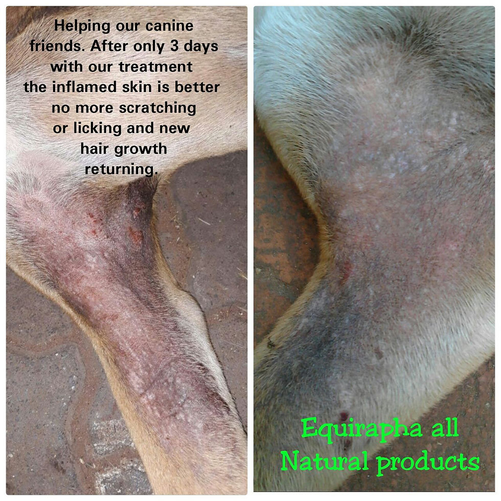 Thumbnail: Equirapha Skin Treatment