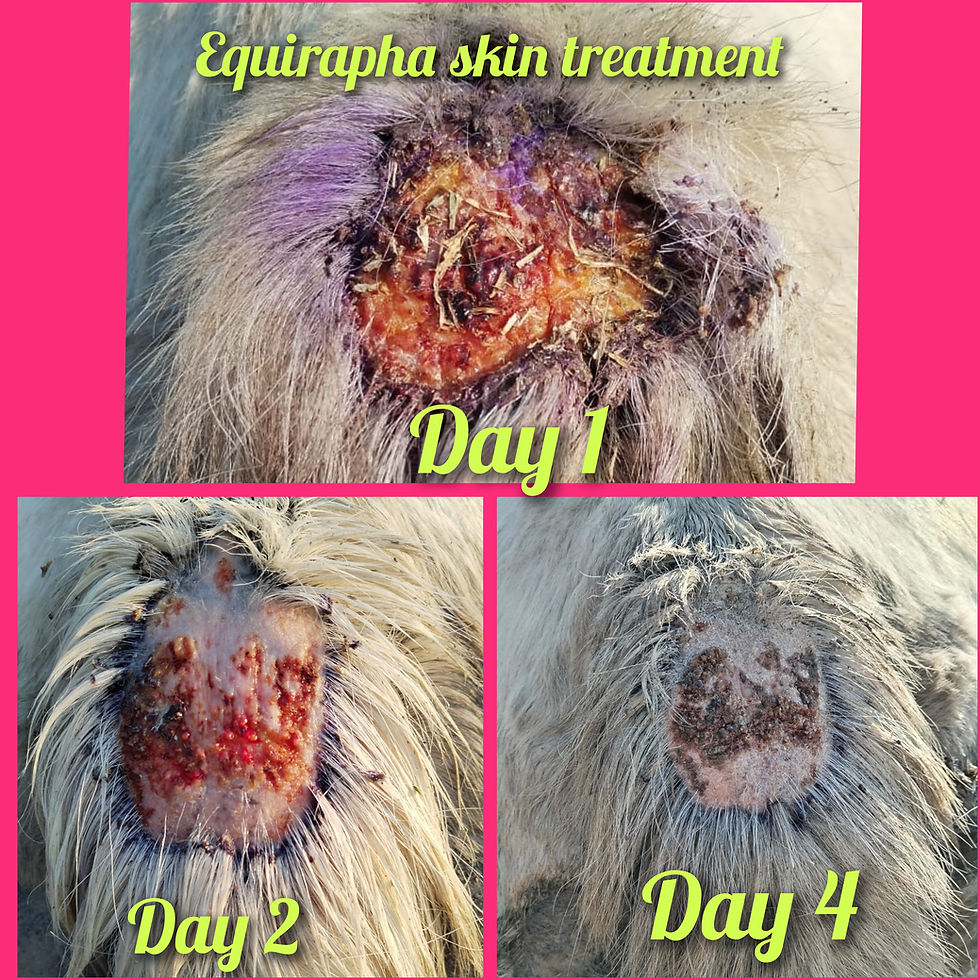 Thumbnail: Equirapha Skin Treatment