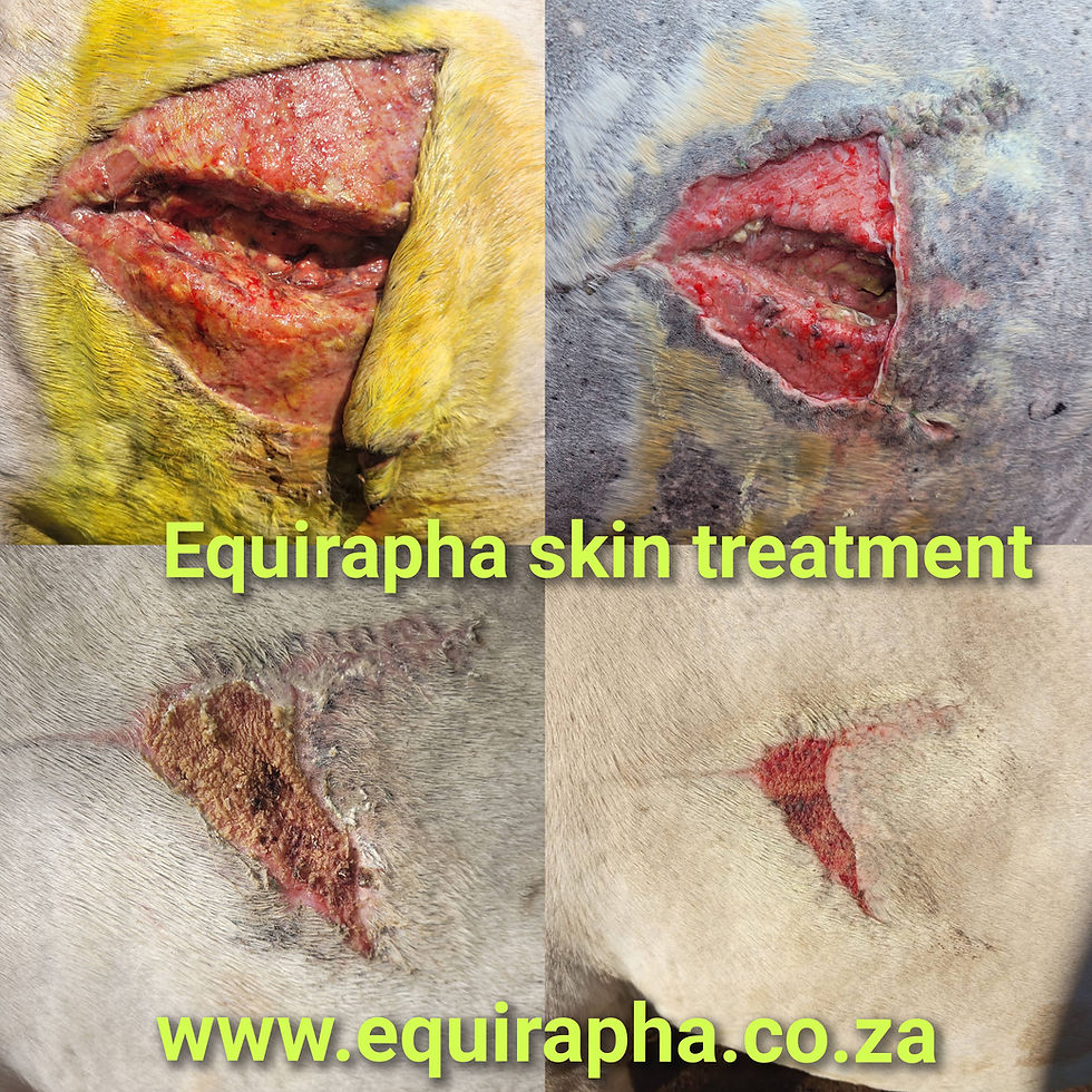 Thumbnail: Equirapha Skin Treatment