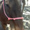 Thumbnail: Rope halters/Bitless bridles
