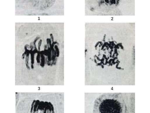 Mitose, une division cellulaire