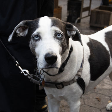 blue eyed dog