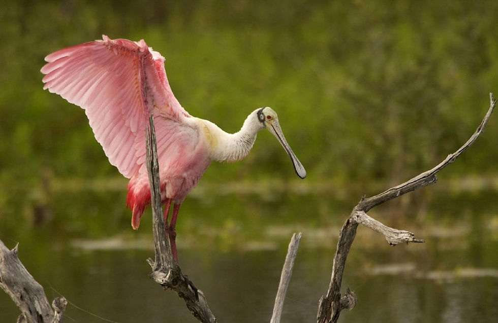 roseate-spoonbill-1030x670.jpg