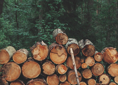 Pile of Logs