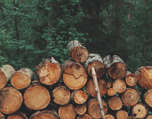 Pile of Logs