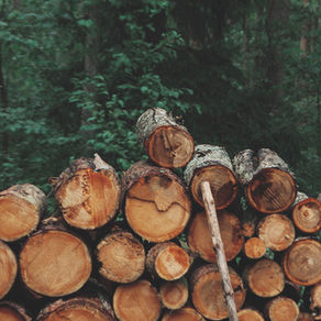 Raccoon John Smith’s lesson from a log