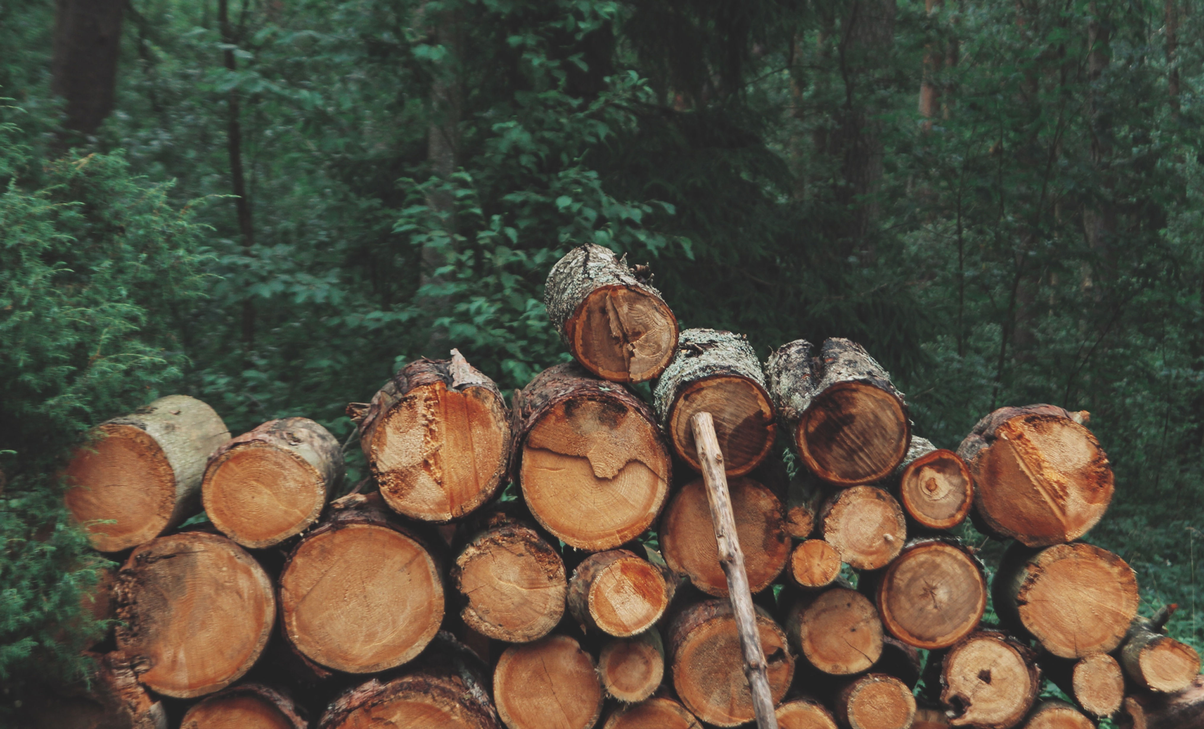 unsplit logs for firewood