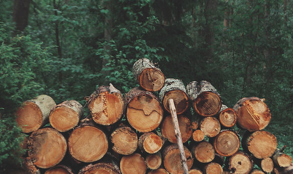 Holz