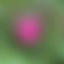 The Commitment to Experience Beauty