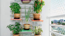 Horta na varanda de apartamento tem cara de jardim