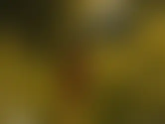 Little Wonders by Jasmin Ahrent