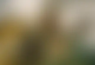 Joyce Of The Market by Transgalactica